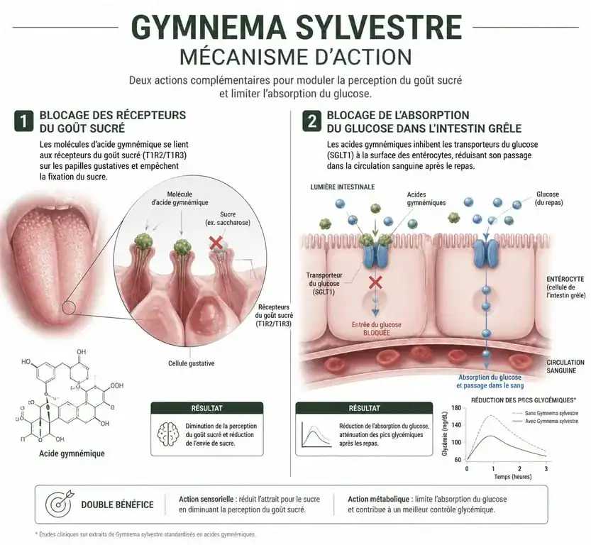 Schéma explicatif du mécanisme d'action du Gymnema sylvestre pour maigrir et bloquer le sucre