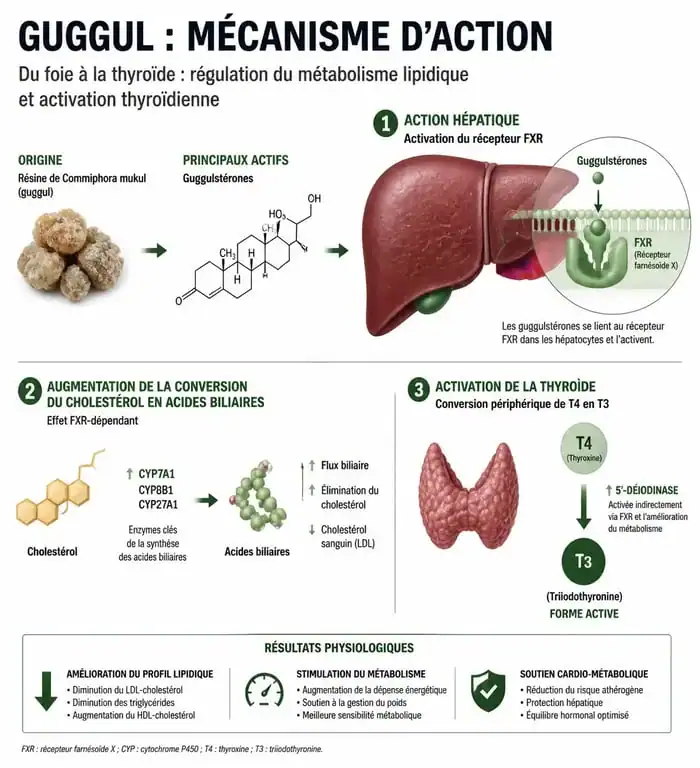 Schéma explicatif des bienfaits du guggul sur le métabolisme et le cholestérol